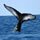 new brunswick whale watching